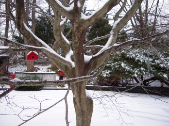 Red BirdHouse in Tree