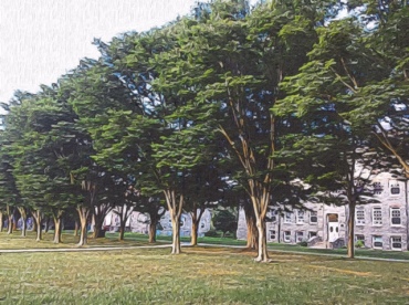 Trees along the University of RI Quadrangle