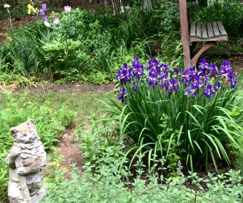 Garden Cat & Purple Flag Irises