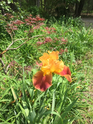 Yellow & Orange Iris