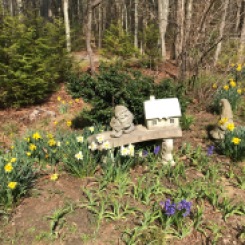 Daffodils and Gnomes
